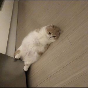 Meet your Posher, Cindy